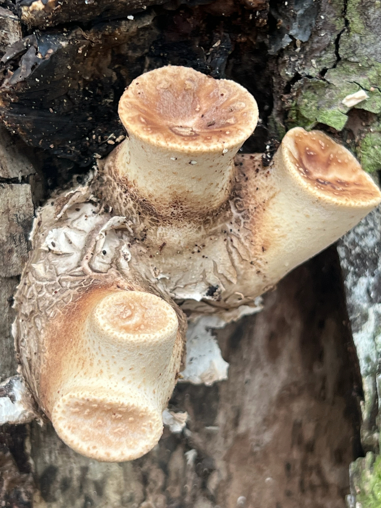 Dryad's Saddle