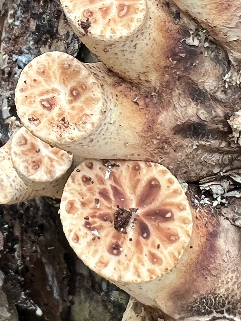 Dryad's Saddle