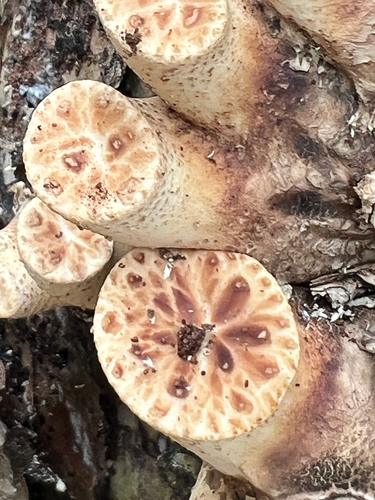 Dryad's Saddle