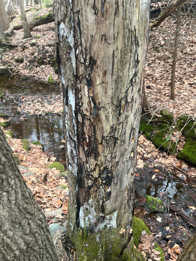 Dryad's Saddle