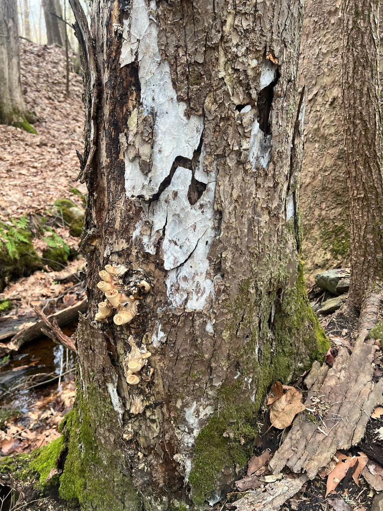 Dryad's Saddle