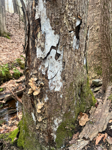 Dryad's Saddle