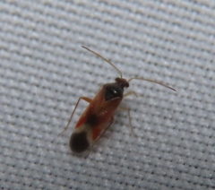 Ceratocapsus apicatus