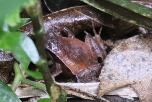 Ubatuba Dwarf Frog, Physalaemus atlanticus