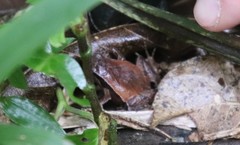 Physalaemus atlanticus