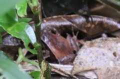 Physalaemus atlanticus