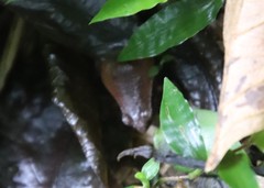 Physalaemus atlanticus