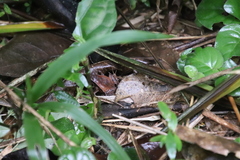 Physalaemus atlanticus