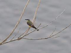 Tyrannus albogularis