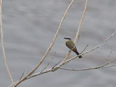 Tyrannus albogularis