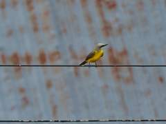 Tyrannus albogularis