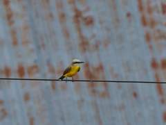 Tyrannus albogularis