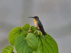 Talaphorus chlorocercus