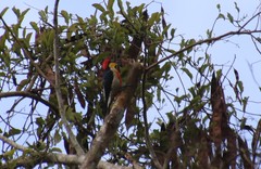 Melanerpes flavifrons