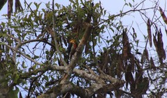 Melanerpes flavifrons