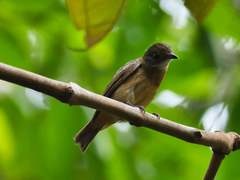 Heterocercus aurantiivertex