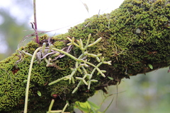 Rhipsalis teres