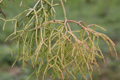 Rhipsalis teres