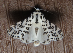 Hypercompe permaculata