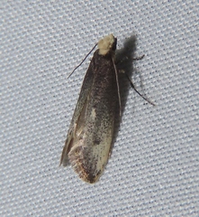 Tinea occidentella