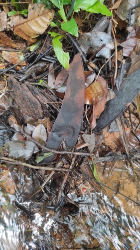 Bootlace tree (Eperua falcata)