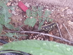 Schistocerca albolineata