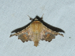 Dysodia granulata