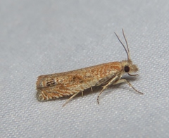 Pelochrista comatulana