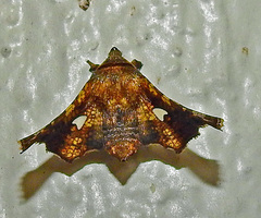 Dysodia oculatana