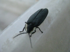 Photinus sturmii