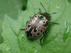 Calligrapha diversa