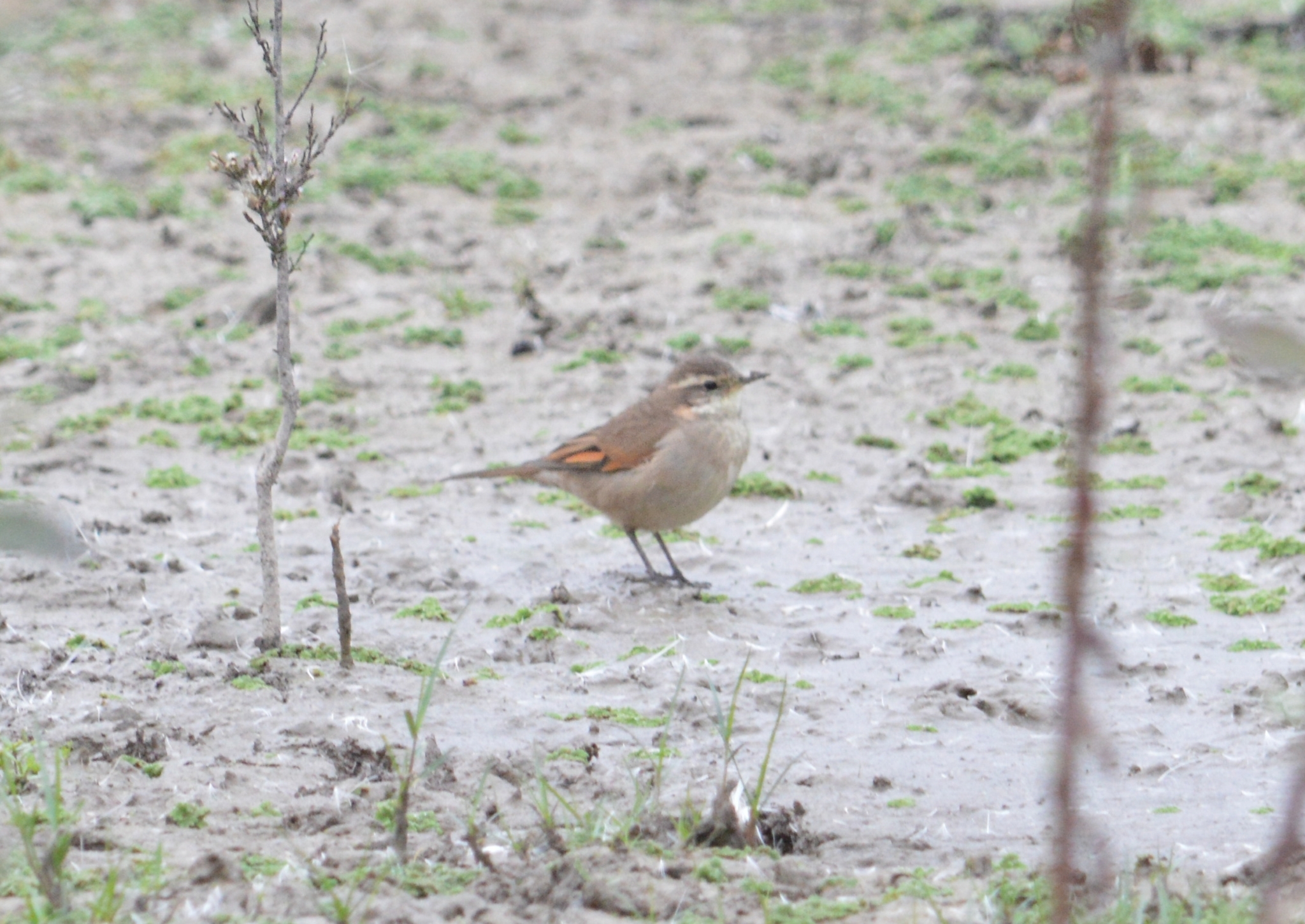Cordoba Cinclodes (Cinclodes comechingonus), photo 1