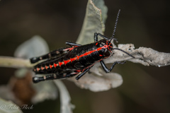 Aztecacris laevis