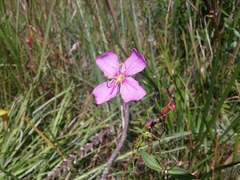 Rhexia alifanus