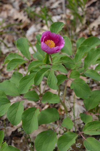 Crimean peony (Paeonia daurica)
