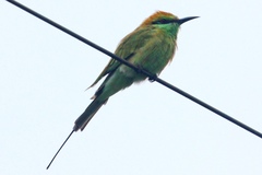 Merops orientalis