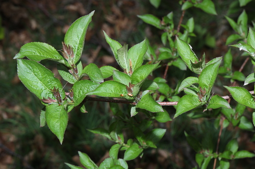 Weigela florida