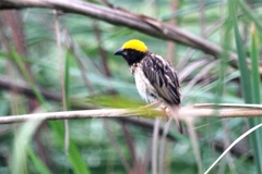 Ploceus manyar