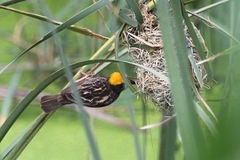 Ploceus manyar