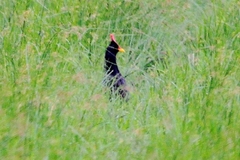 Gallicrex cinerea
