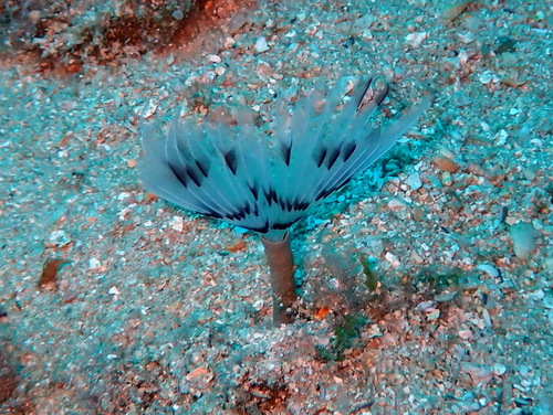 Peacock Worm, photo 3 of 10