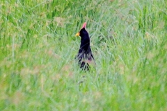 Gallicrex cinerea