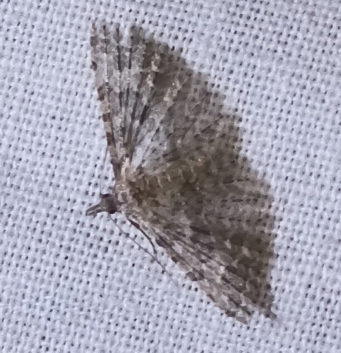 Twenty-plume Moth, 9204 EB Drachten, Nederland, photo 10 of 10