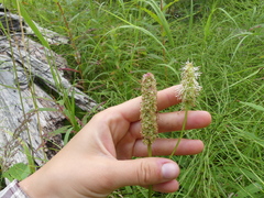 Sanguisorba stipulata