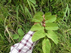 Sanguisorba stipulata