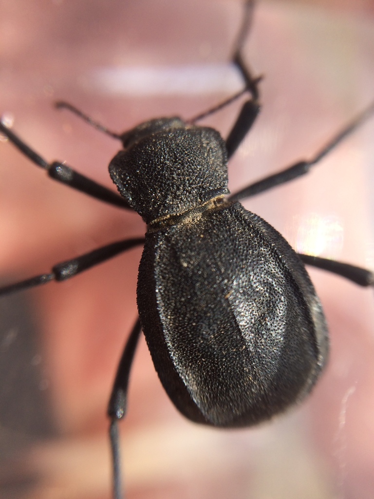 Philolithus densicollis