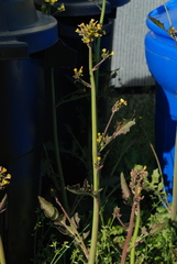 Youngia thunbergiana