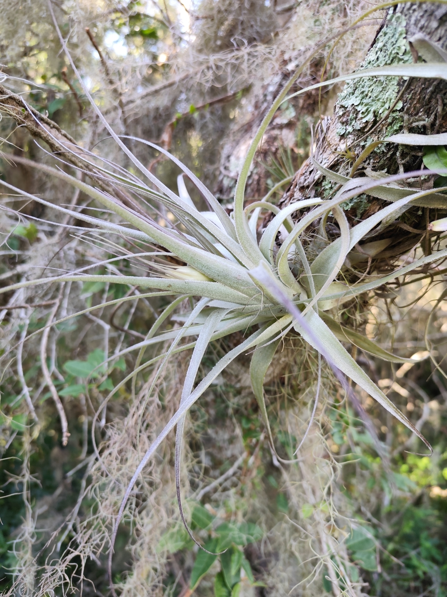 Tillandsia gardneri