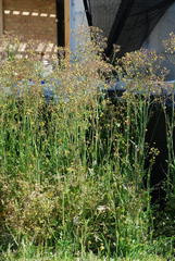 Youngia thunbergiana