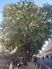 Aesculus hippocastanum